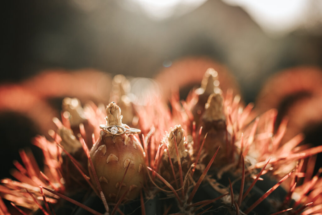 Desert Botanical Gardens Engagement Session